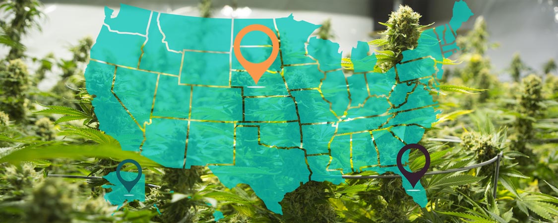 Map of United States of America with pins in states over cannabis plants