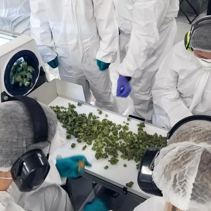 Mobius Team drying cannabis